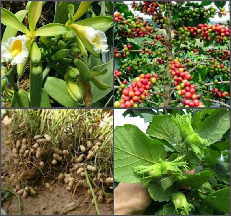 هل تعلم كيف يكون شكل مأكولاتك ومشروباتك المفضلة على الأشجار؟ صور رائعة ستذهلك خاصة السمسم والبندق والكاكاو